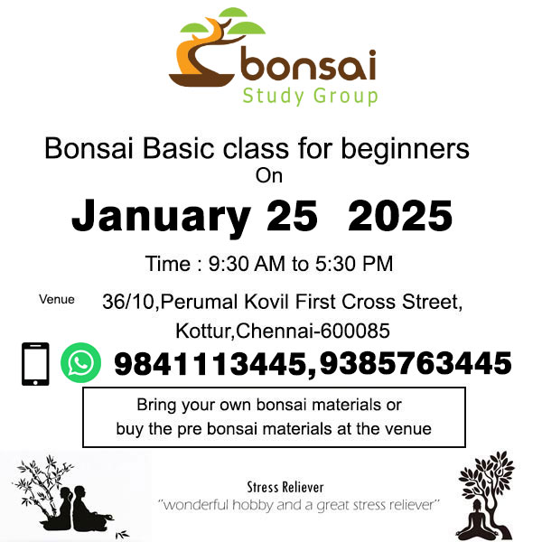 Bonsai Basic Class for Beginners