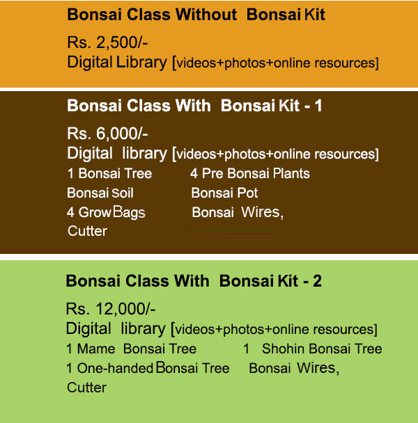 Bonsai Basic Class for Beginners